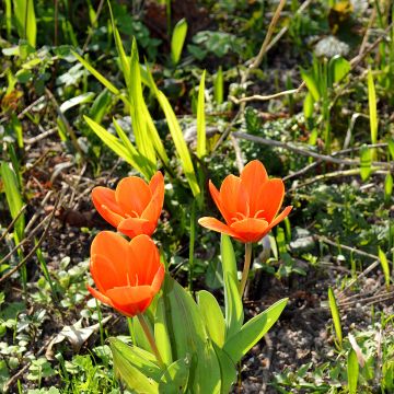 Tulipa kaufmanniana Early Harvest - Tulipe Nénuphar rouge, orange, jaune.