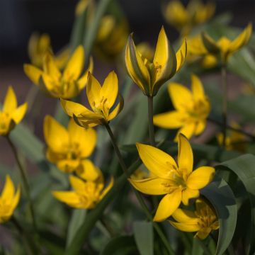 Tulipa neustruevae - Botanical Tulip