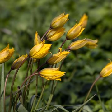 Tulipa sylvestris - Botanical Tulip