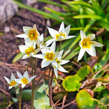 Tulipa turkestanica - Botanical Tulip