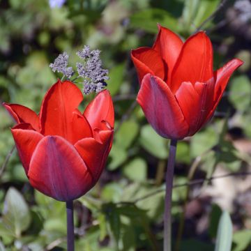 Tulipa Cardinal Colour - Early simple Tulip