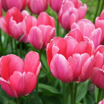 Tulipa Darwin Pink Impression - Darwin hybrid Tulip