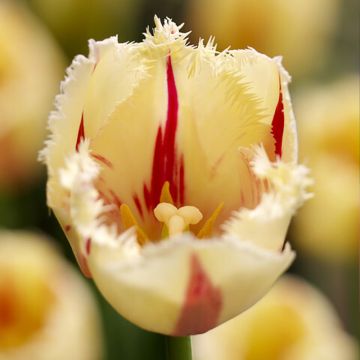 Tulipa crispa 'Carousel'