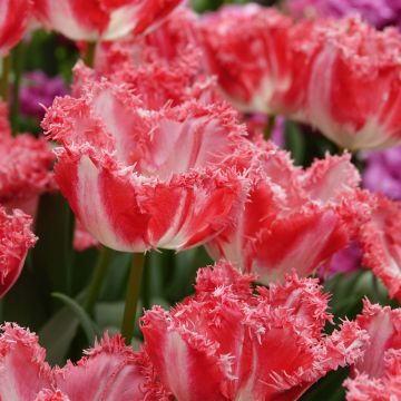 Tulipa crispa 'Néglige'