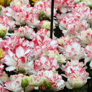 Tulipa Cartouche - Double Late Tulip