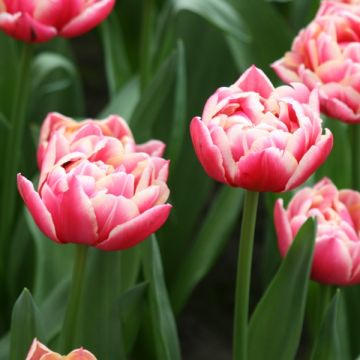 Tulipa Columbus- Double Early Tulip