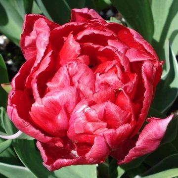 Tulipa Eternal Flame - - Double Early Tulip