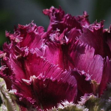Tulipa Purple Tower