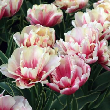 Tulipa 'Toplips'
