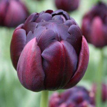 Tulipa Black Hero - Double Late Tulip