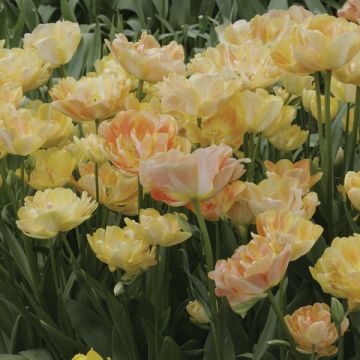 Tulipa 'Orange Angelique'