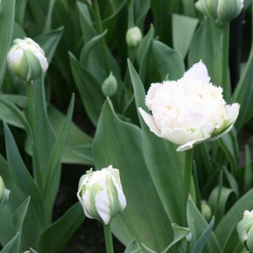 Tulipa crispa Snow Crystal - Fringed Tulip
