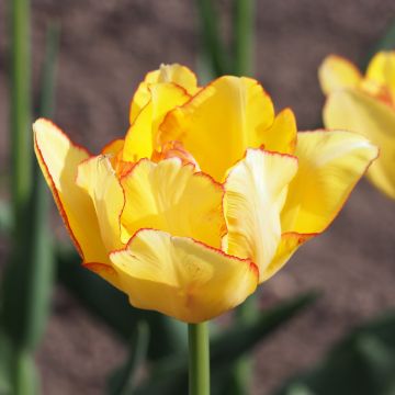 Tulipa Aquilla- Double Early Tulip