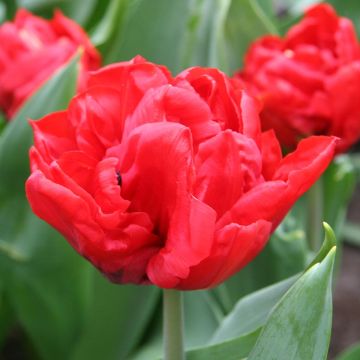 Tulipa Elizabeth