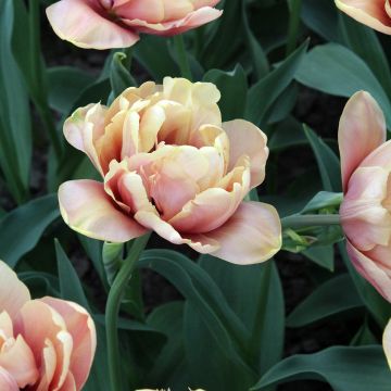 Tulipa La Belle Époque- Double Early Tulip