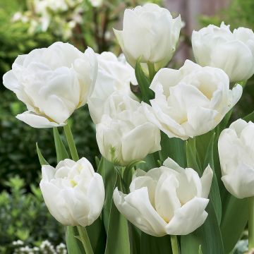 Tulipa Mondial- Double Early Tulip