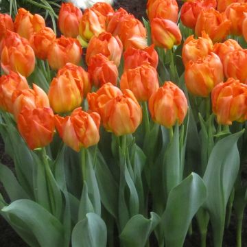 Tulipa Monte Orange- Double Early Tulip