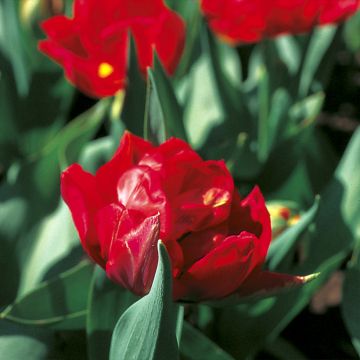 Tulipa Viking- Double Early Tulip