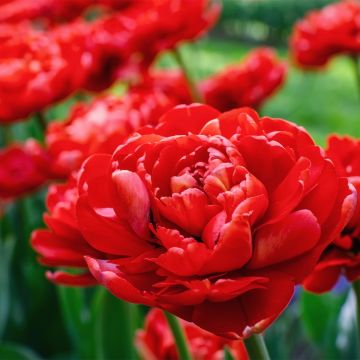 Tulipa Red Baby Doll- Double Early Tulip
