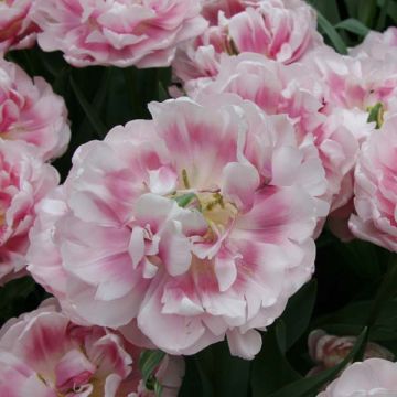 Tulipa 'Melrose'