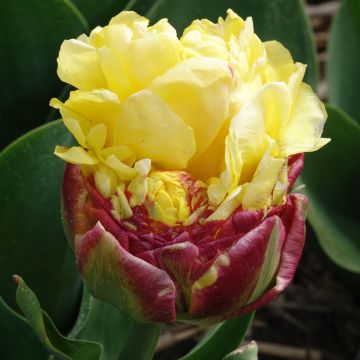 Tulipa Ice Cream Banana - Double late Tulip