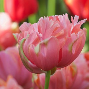 Tulipa Menton Unique