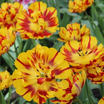 Tulipa Nizza - Double Late Tulip
