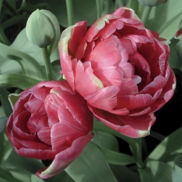 Tulipa 'Wedding Gift'