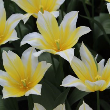Tulipa Budlight - Lily flowering Tulip