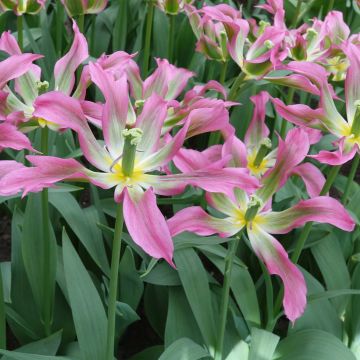Tulipa Love Dance - Lily flowering Tulip