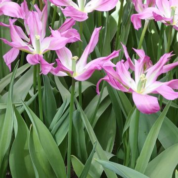 Tulipa Purple Dance - Lily flowering Tulip