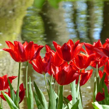 Tulipa Red Shine - Lily flowering Tulip