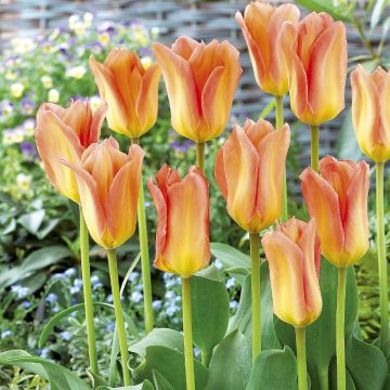 Tulipa fosteriana Apricot Emperor