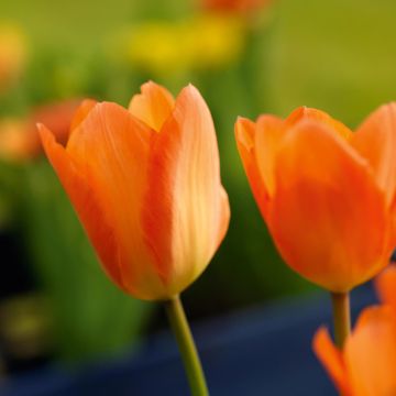 Tulipa fosteriana Orange Emperor