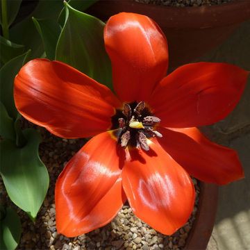 Tulipa fosteriana Princeps