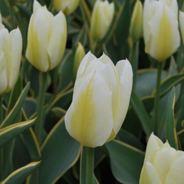 Tulipa fosteriana Purissima Design