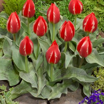Tulipa greigii Friendly Fire