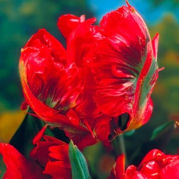 Tulipa Holland Happening