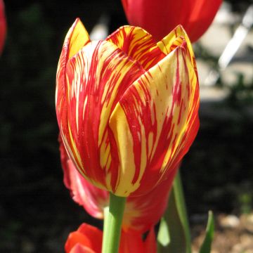 Tulipa Colour Spectacle - Mutliple flowering Tulip