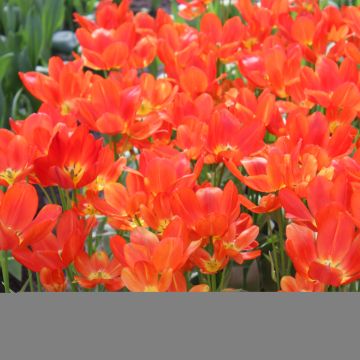 Tulipa Orange bouquet