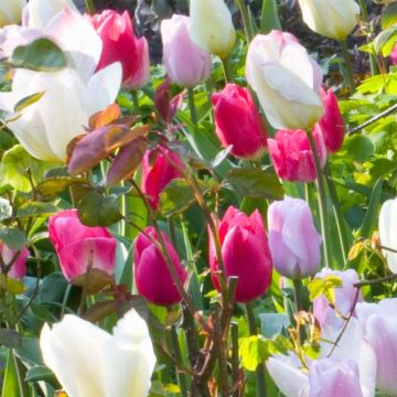 Tulipa Christmas Marvel
