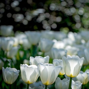 Tulipa Catherina - Early simple Tulip