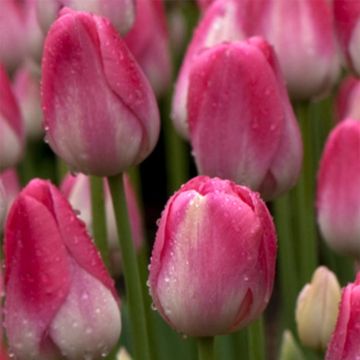 Tulipa Dreamland - Early simple Tulip