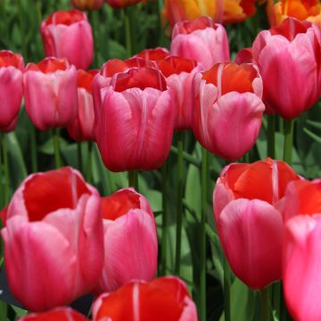 Tulipa Renown - Early simple Tulip