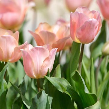 Tulipa Stunning Apricot - Single late Tulip