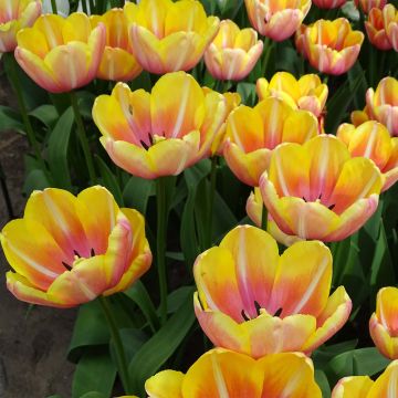 Tulipa Yellow Jumbo Beauty