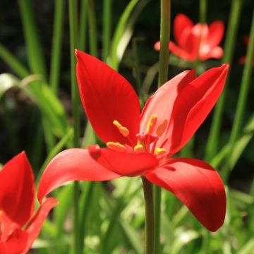 Tulipa sprengeri - Botanical Tulip