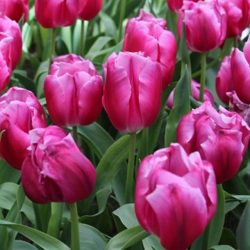 Tulipa In Love