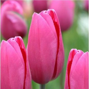 Tulipa 'Pink Proud'