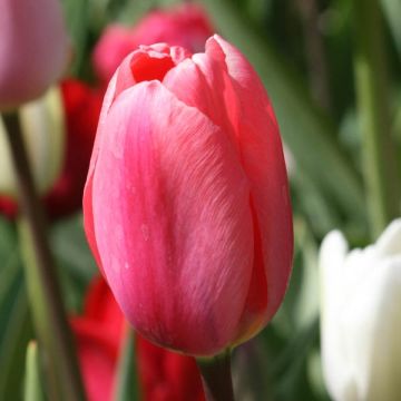Tulipa Spryng - Triumph Tulip